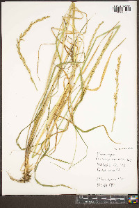 Elymus hystrix image