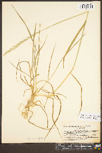 Elymus hystrix image