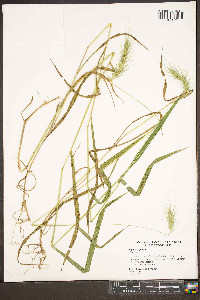 Elymus riparius image