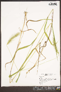 Elymus riparius image