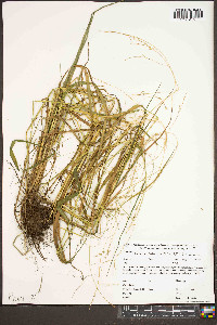 Festuca subverticillata image