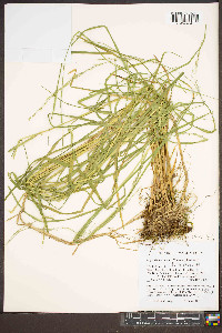 Glyceria melicaria image