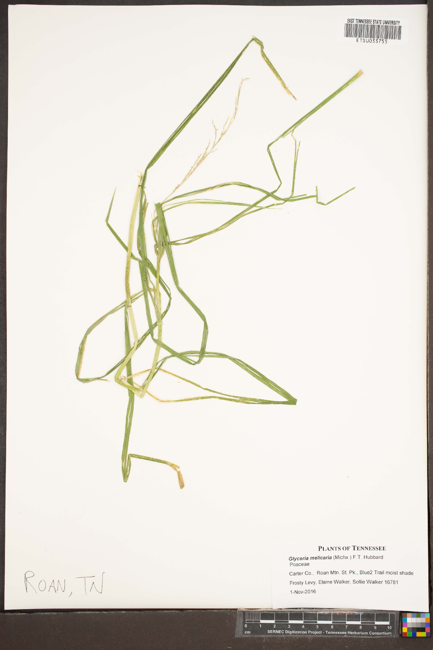 Glyceria melicaria image
