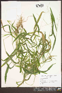 Leersia virginica image