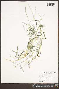 Muhlenbergia schreberi image