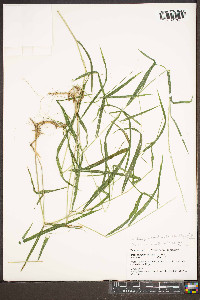 Muhlenbergia tenuiflora image