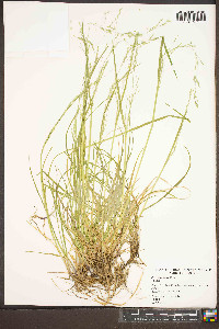 Poa alsodes image