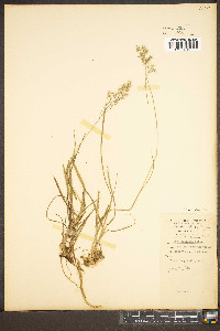 Poa cuspidata image