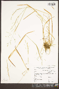 Poa cuspidata image