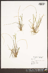 Poa cuspidata image