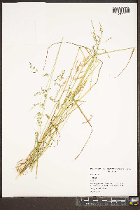 Poa trivialis image