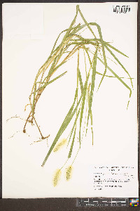 Setaria pumila image