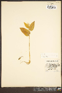 Maianthemum canadense image