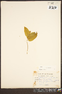 Maianthemum canadense image