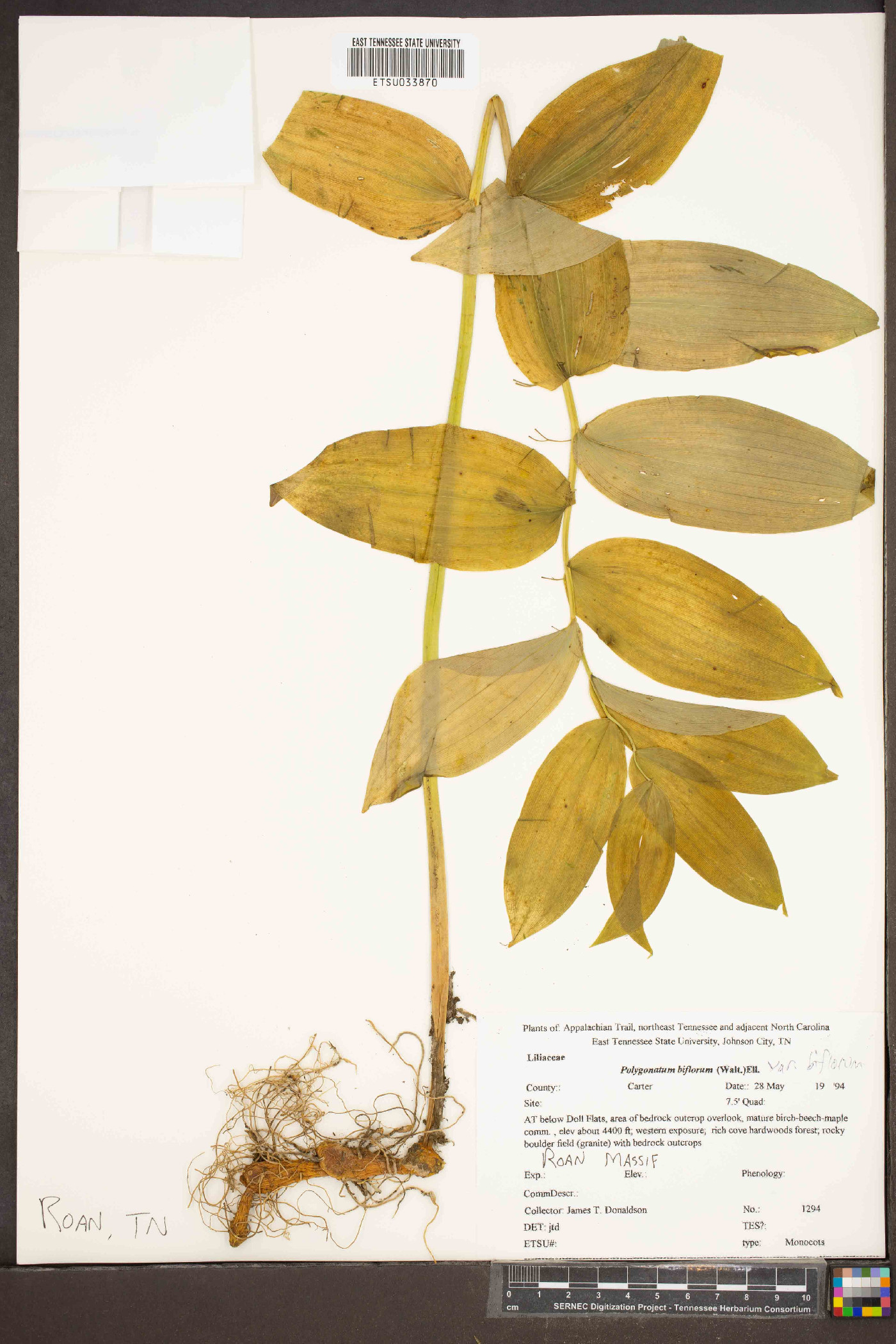 Polygonatum biflorum var. biflorum image