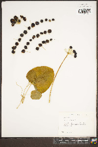 Smilax herbacea image