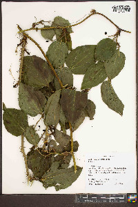 Smilax tamnoides image