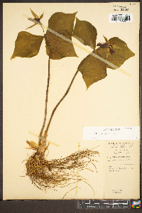 Trillium erectum image