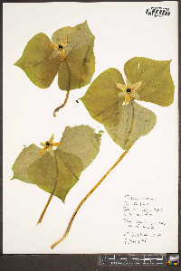 Trillium erectum image