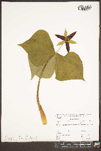 Trillium erectum image