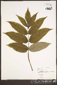 Sambucus racemosa subsp. racemosa image