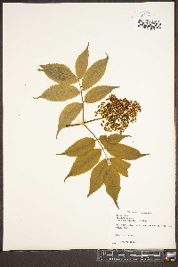 Sambucus racemosa subsp. racemosa image