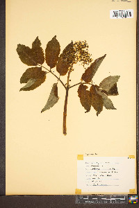 Sambucus racemosa subsp. racemosa image