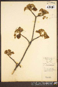 Viburnum lantanoides image