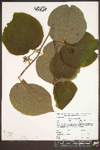 Viburnum lantanoides image