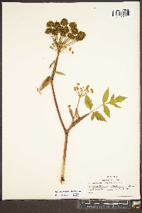 Angelica triquinata image