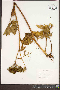 Angelica triquinata image