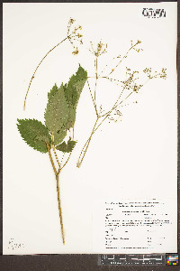 Ligusticum canadense image