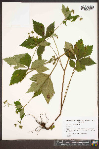 Sanicula trifoliata image