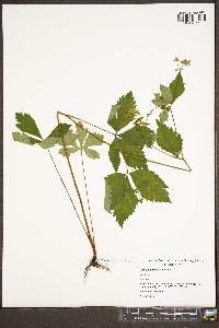 Sanicula trifoliata image