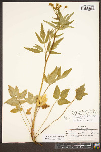 Thaspium trifoliatum image