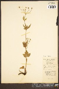 Zizia trifoliata image