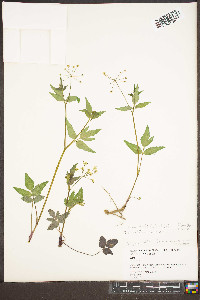 Zizia trifoliata image