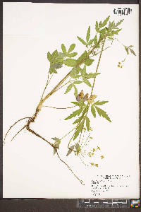 Zizia trifoliata image