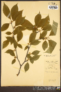 Ilex montana image