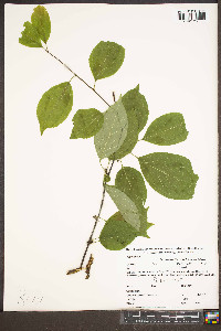 Ilex montana image