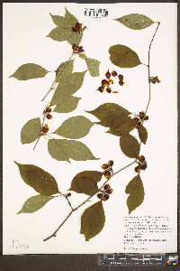 Ilex montana image