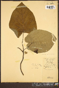 Aristolochia macrophylla image