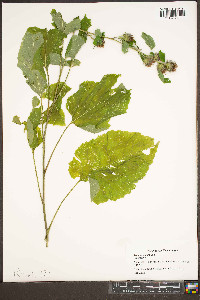 Arctium minus image