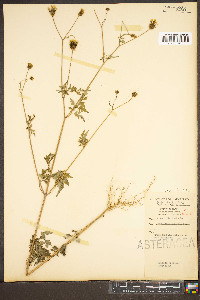 Bidens bipinnata image