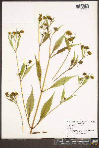 Bidens tripartita image