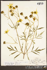 Bidens polylepis image