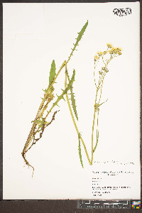 Crepis capillaris image