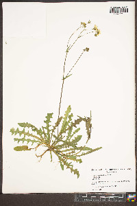 Crepis capillaris image