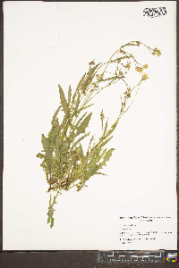 Crepis capillaris image