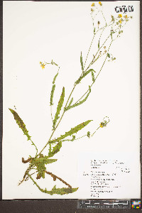 Crepis capillaris image